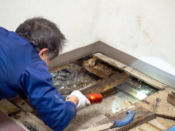 Best Water Damage Restoration  in Centrevle, IL