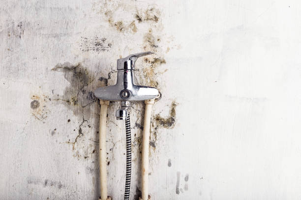 Mold Removal Process in Centreville, IL