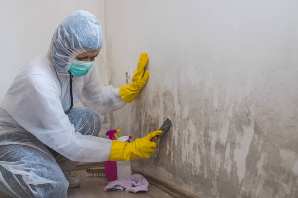 Best Home Mold Removal  in Centrevle, IL