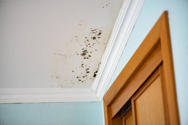 Best Mold Removal Near Me  in Centrevle, IL