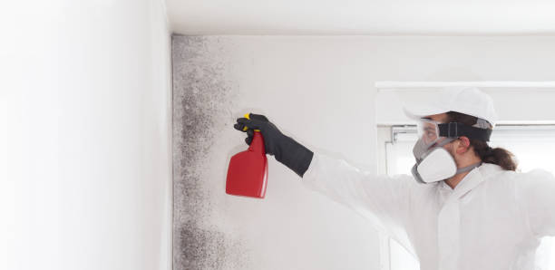 Best Affordable Mold Removal  in Centrevle, IL
