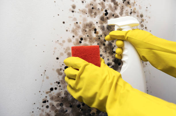 Best Mold Removal Process  in Centrevle, IL