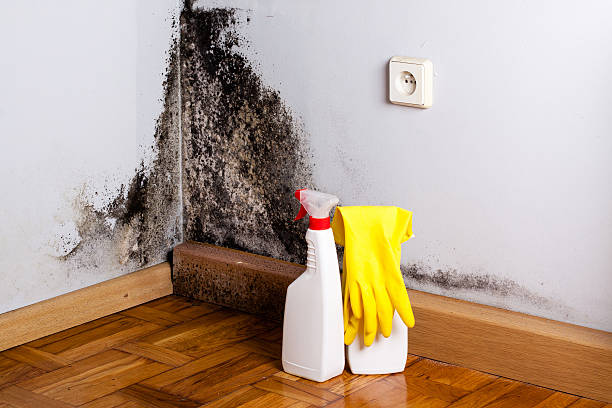 Best Office Mold Removal Services  in Centrevle, IL