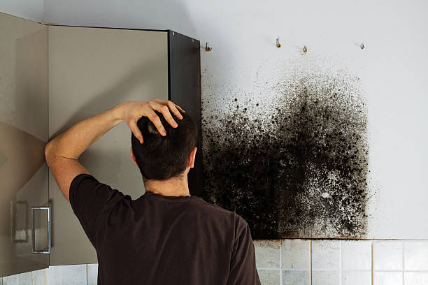 Best Mold Removal Company Near Me  in Centrevle, IL