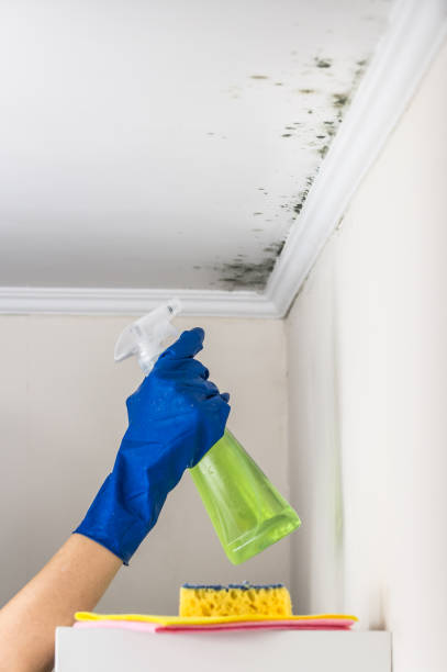 Mold Removal and Inspection in Centreville, IL