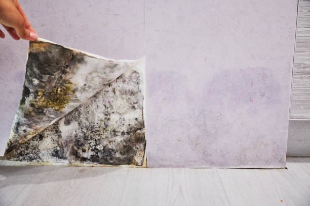 Best Same-Day Mold Removal  in Centrevle, IL